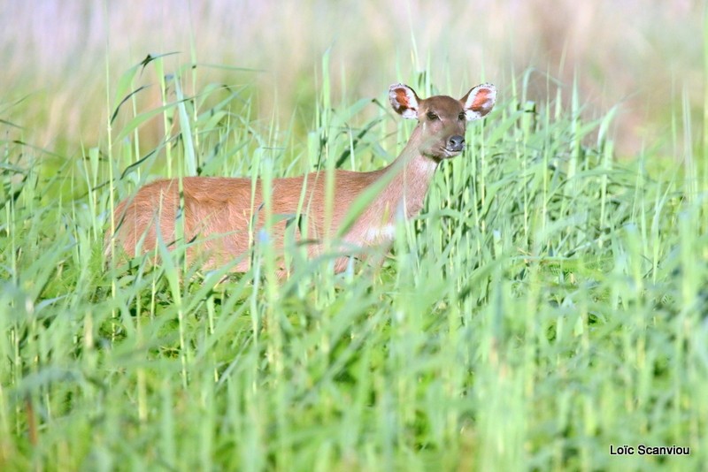 Sitatunga (3)