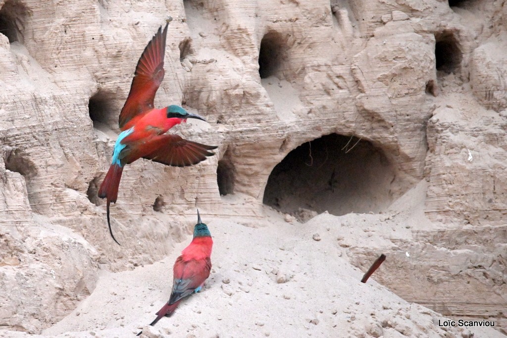 Guêpier carmin/Southern Carmine Bee-eater 