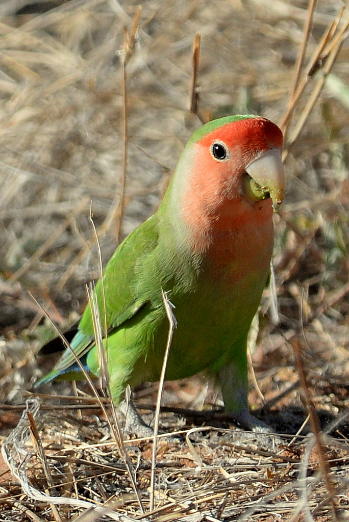 Inséparable rosegorge/Rosy-faced Lovebird (1)