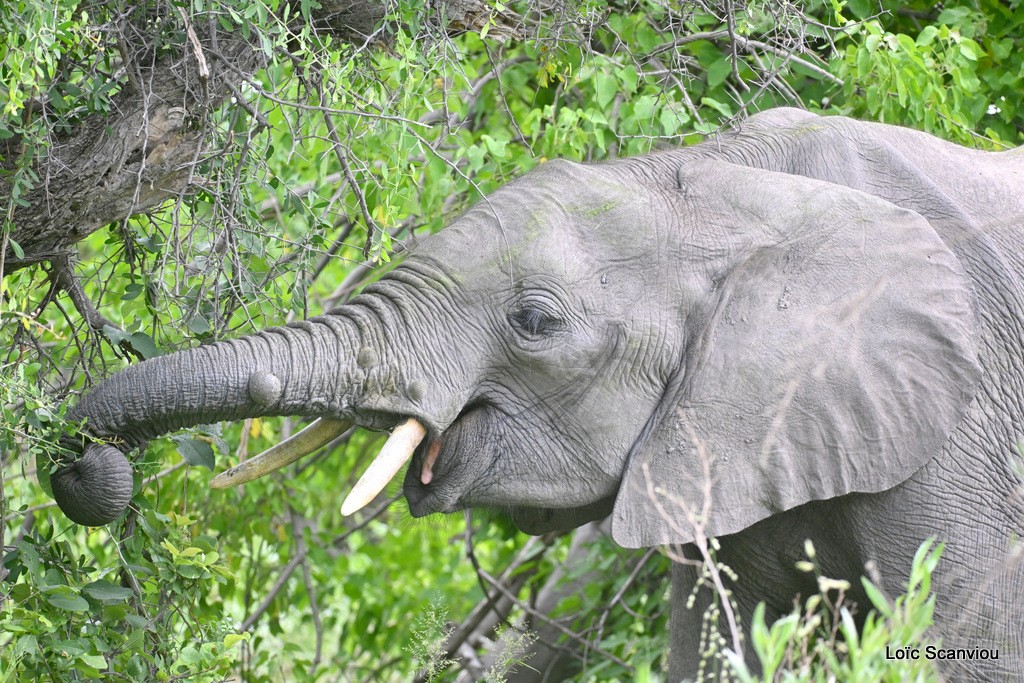 Éléphant d'Afrique/Savanna Elephant (6)