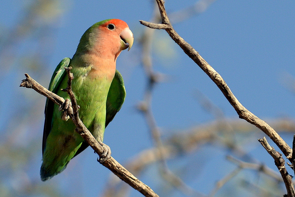 Inséparable rosegorge/Rosy-faced Lovebird (2)