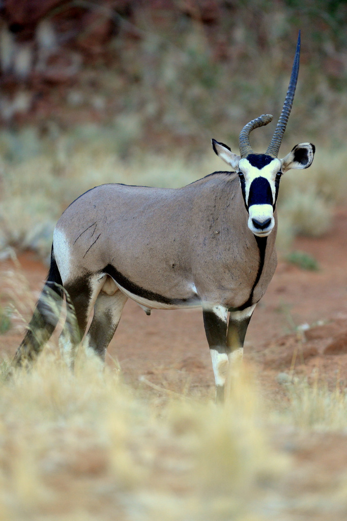 Oryx gazelle/Gemsbok (1)