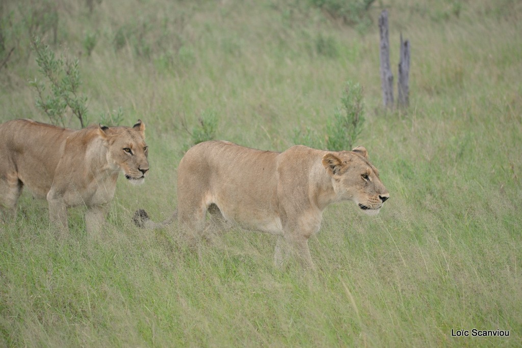 Lion (8)