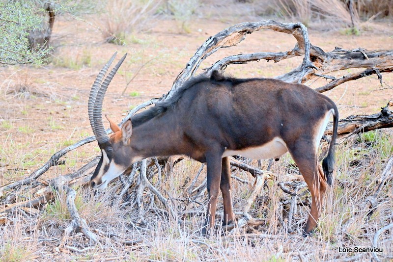 Hippotrague noir/Sable Antelope (3)