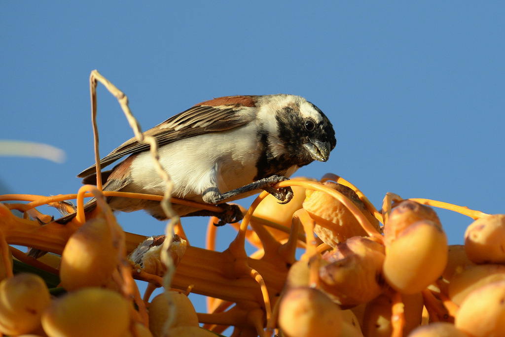 Tisserin/Weaver (2)