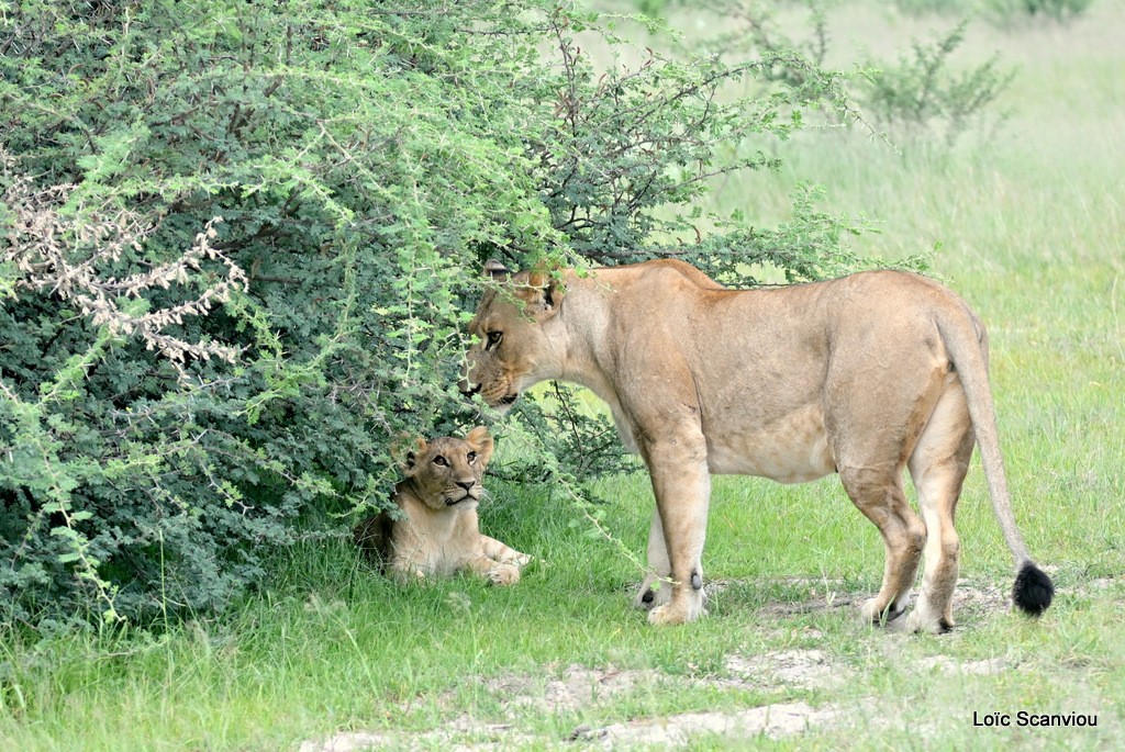 Lion (9)