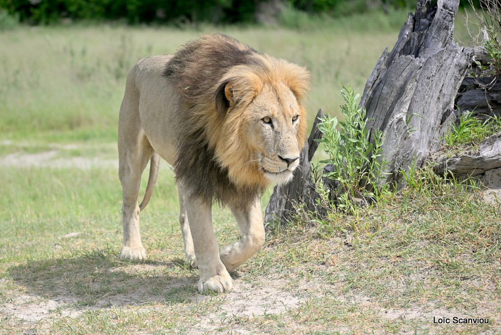 Lion (10)