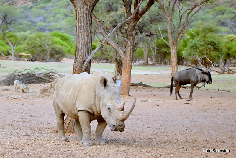 Rhinocéros blanc/White Rhinoceros (10)