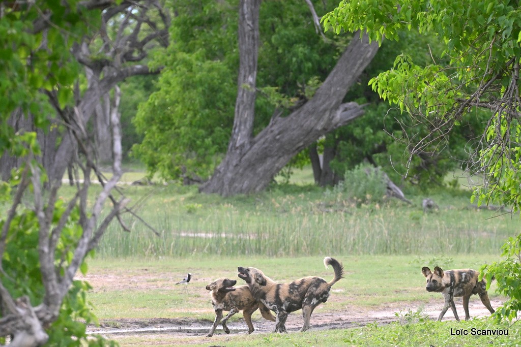 Lycaon/African Wild Dog (12)