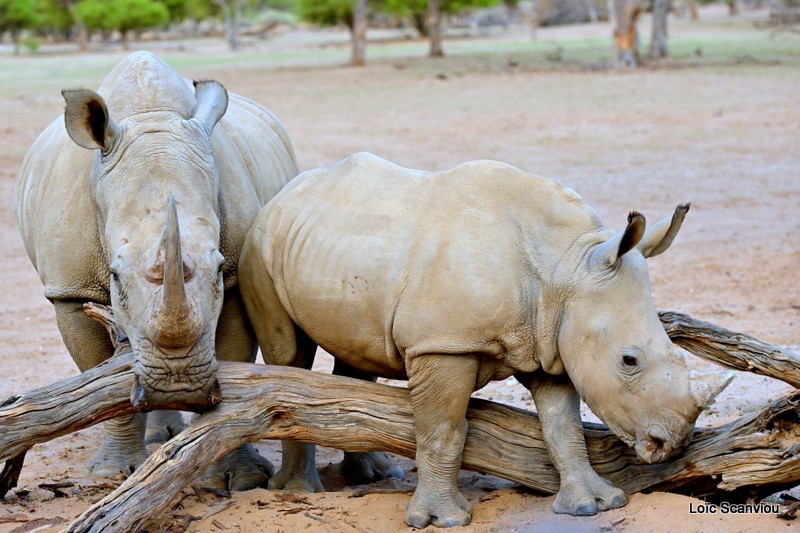 Rhinocéros blanc/White Rhinoceros (11)
