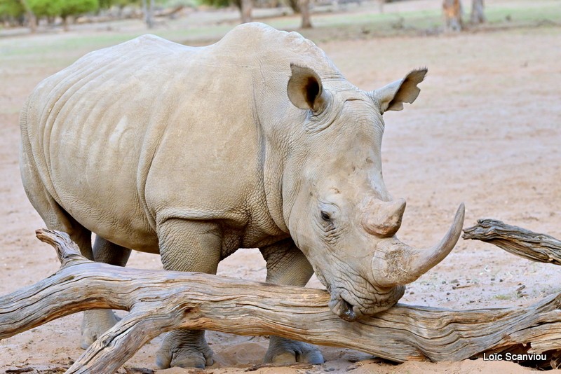 Rhinocéros blanc/White Rhinoceros (12)