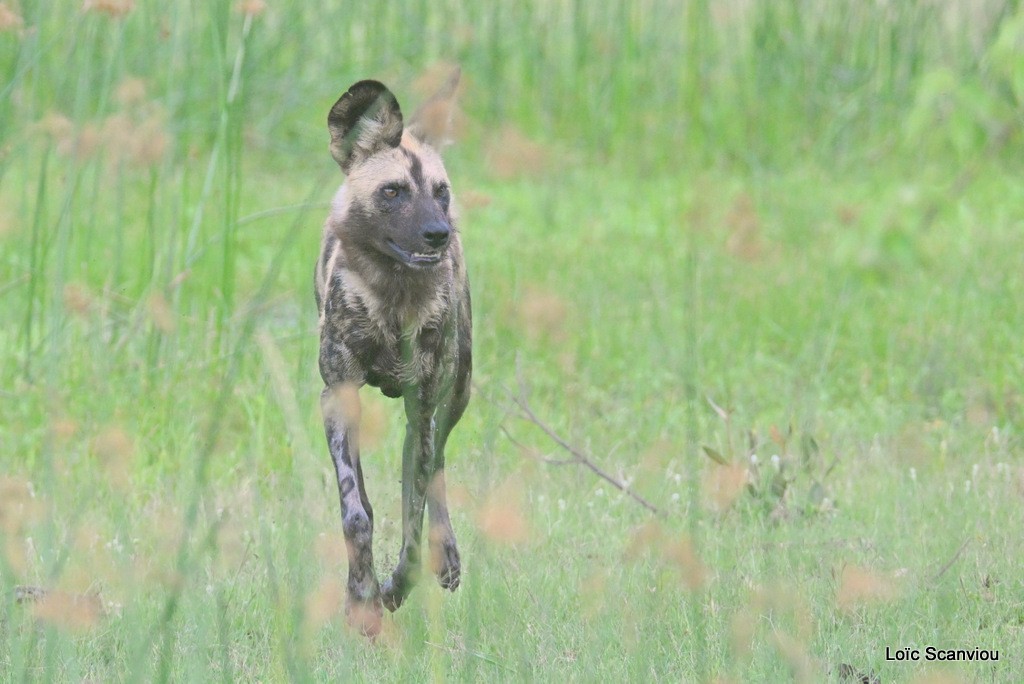 Lycaon/African Wild Dog (13)