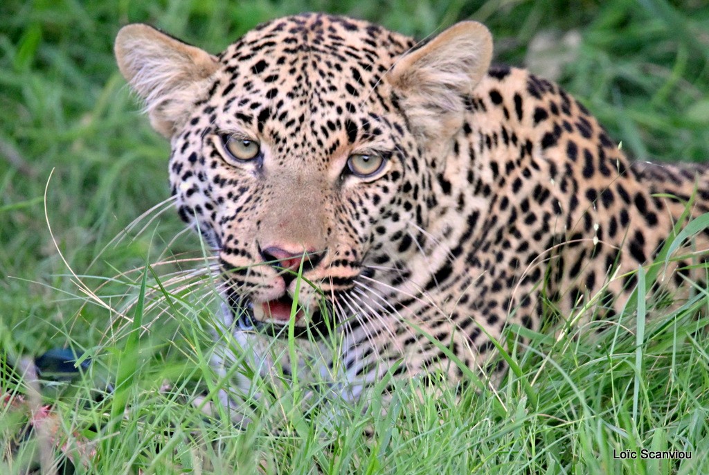 Léopard/Leopard (4)