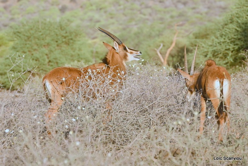 Hippotrague noir/Sable Antelope (4)