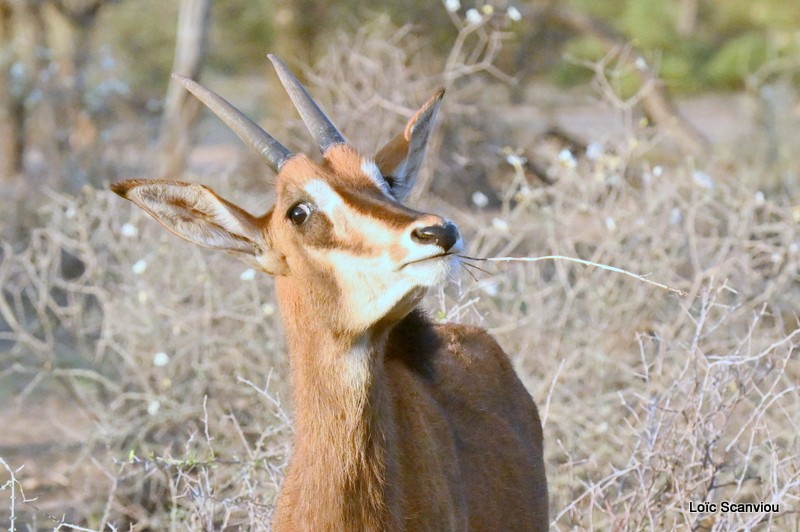 Hippotrague noir/Sable Antelope (5)