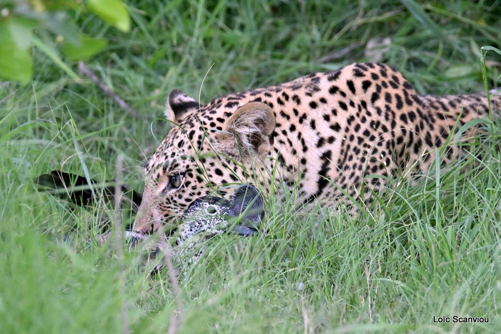 Léopard/Leopard (5)