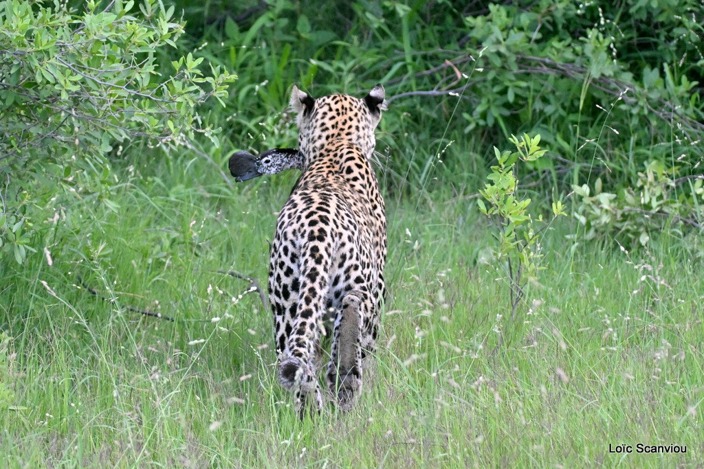 Léopard/Leopard (6)