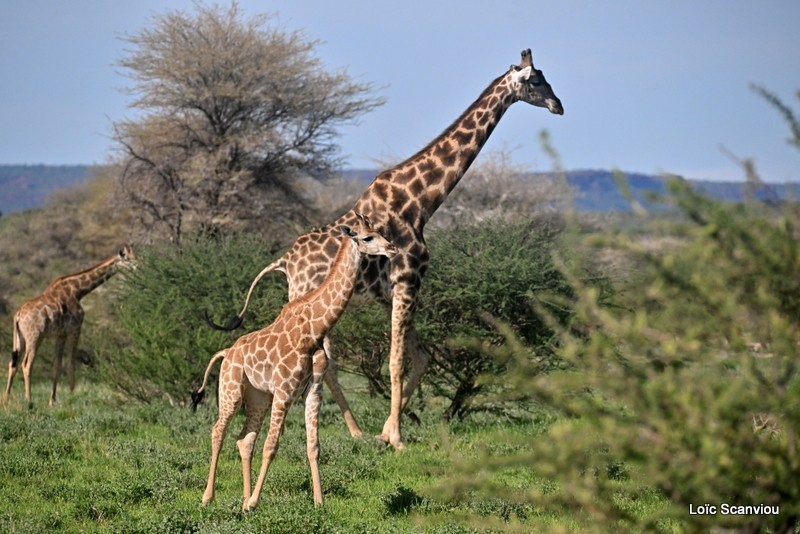 Girafe méridionale/Southern Giraffe (2)