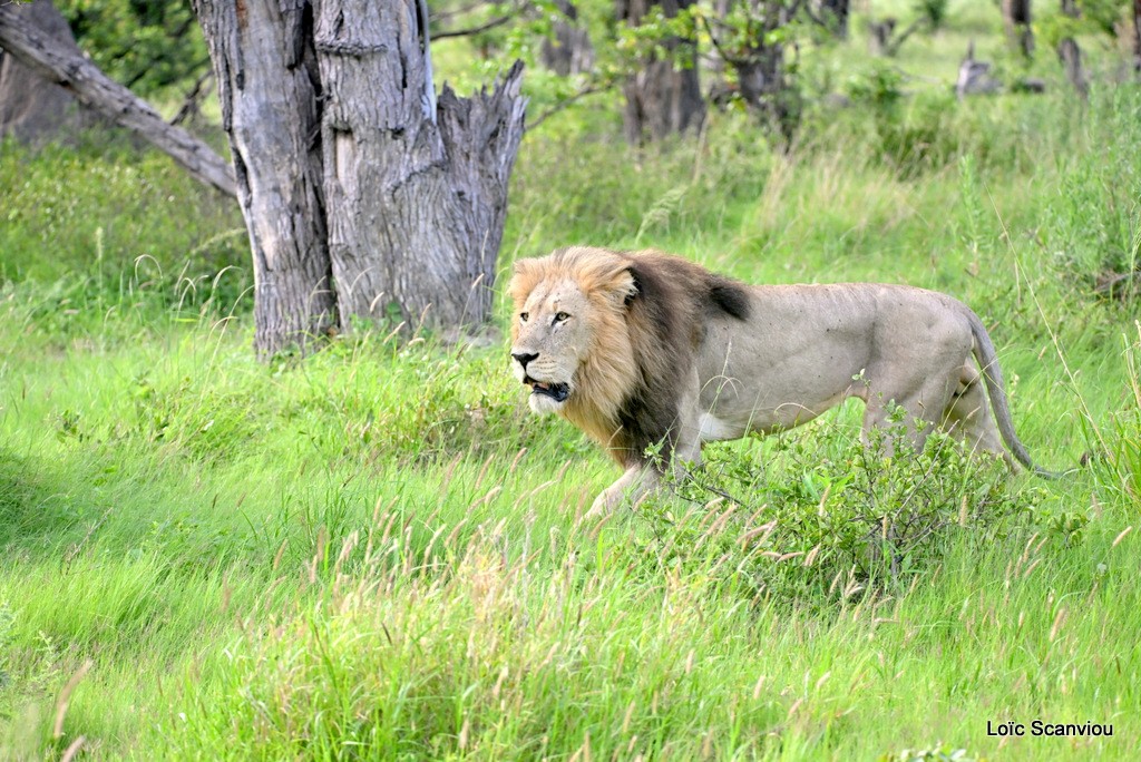 Lion (11)