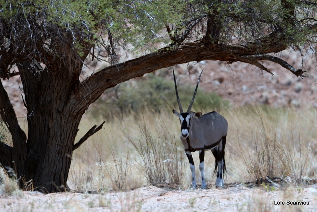 Oryx gazelle/Gemsbok (3)