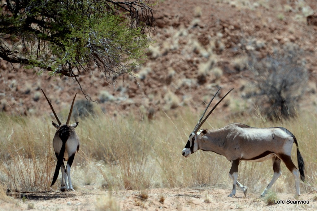 Oryx gazelle/Gemsbok (2)