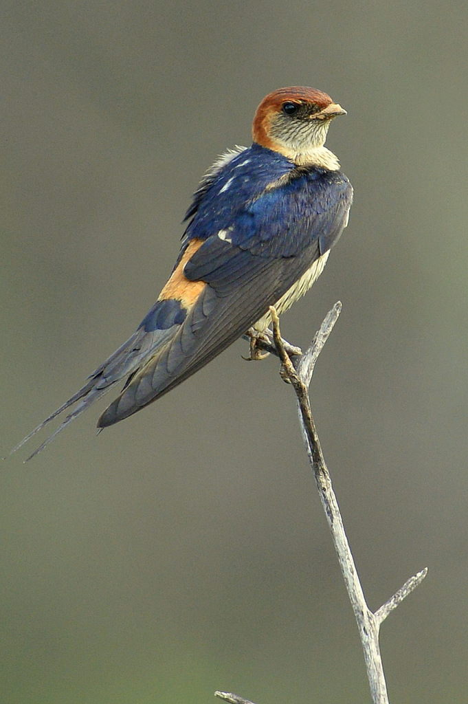 Hirondelle striée/Lesser Striped Swallow (1)