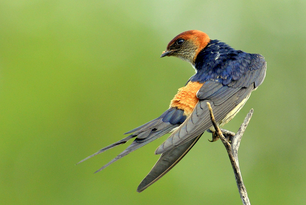 Hirondelle striée/Lesser Striped Swallow (2)