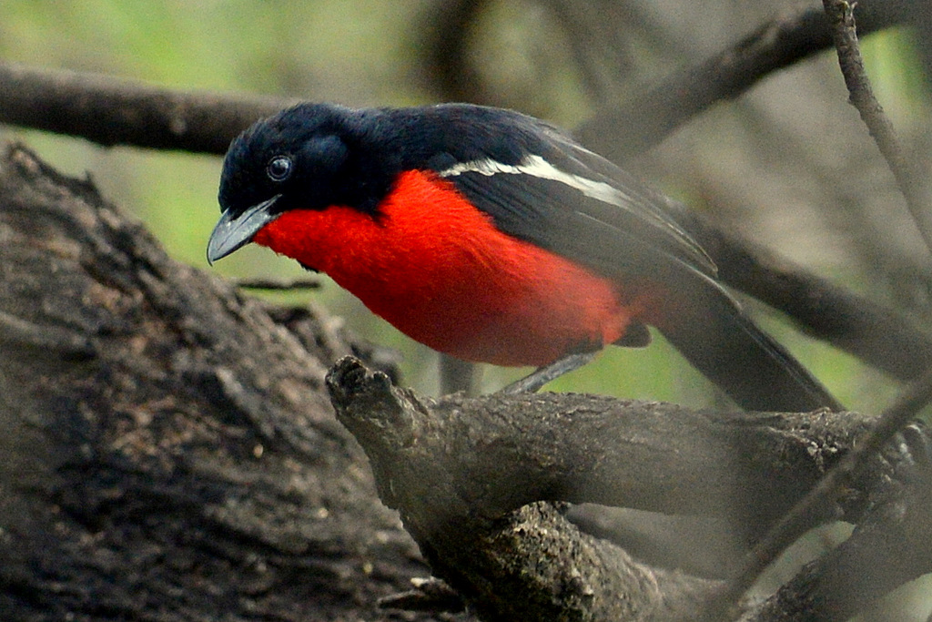 Gonolek rouge et noir/Crimson-breasted Shrike (1) 
