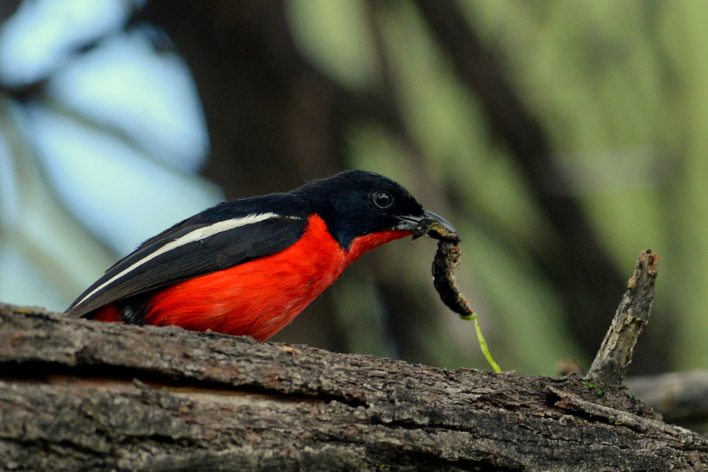 Gonolek rouge et noir/Crimson-breasted Shrike (2) 