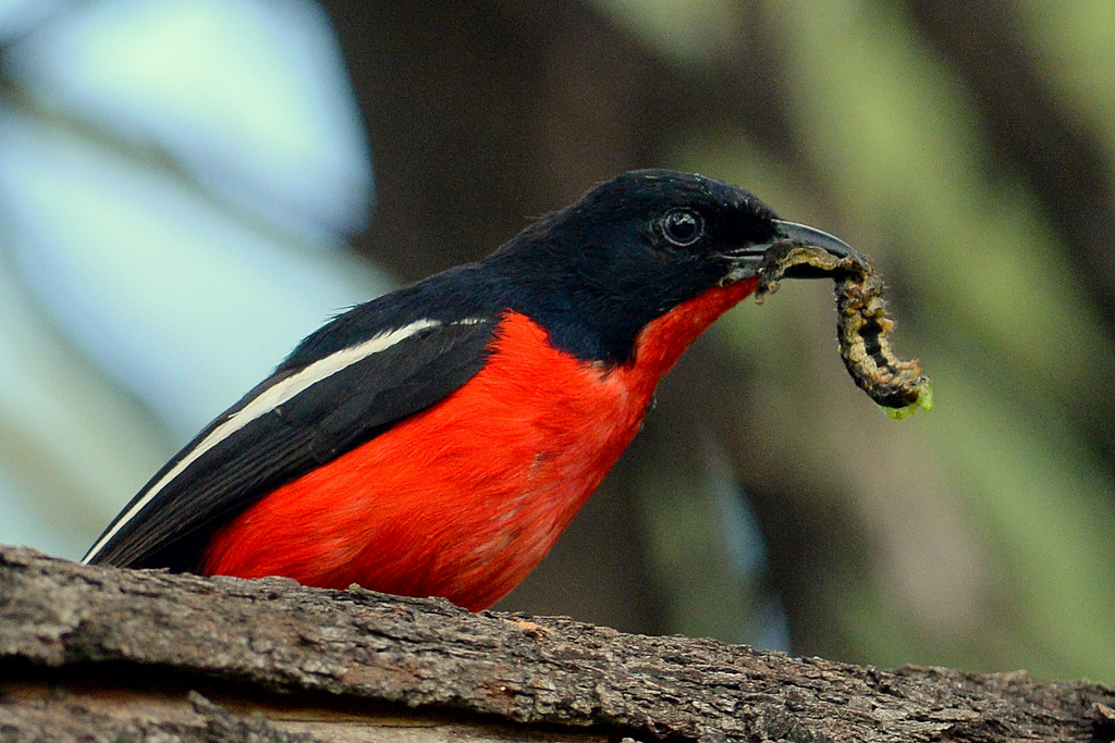 Gonolek rouge et noir/Crimson-breasted Shrike (3) 