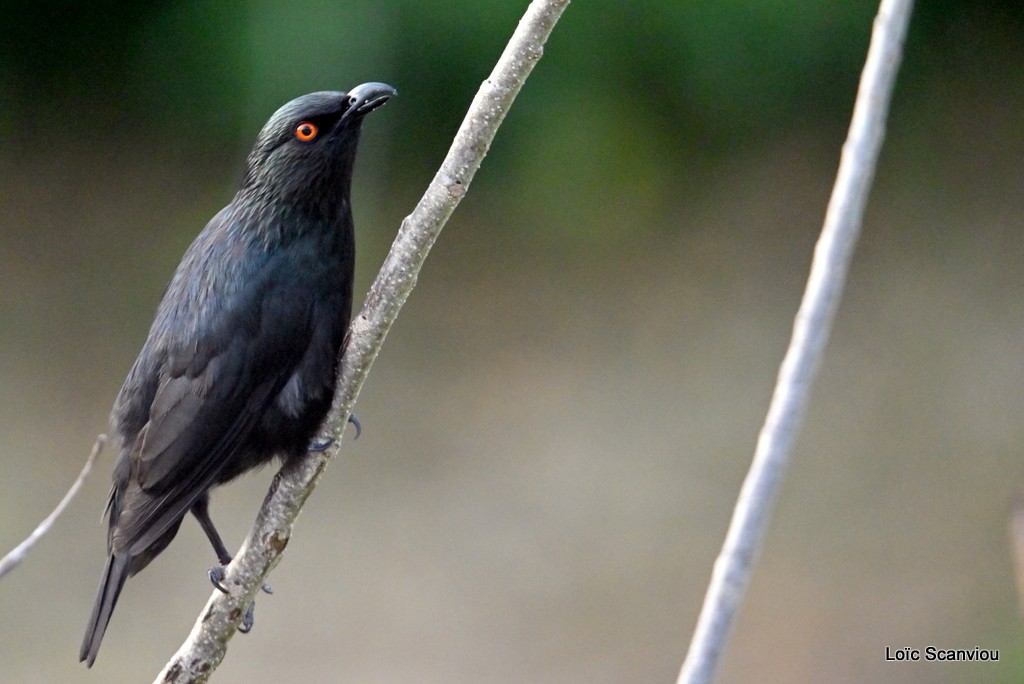 Stourne calédonien/Striated Starling