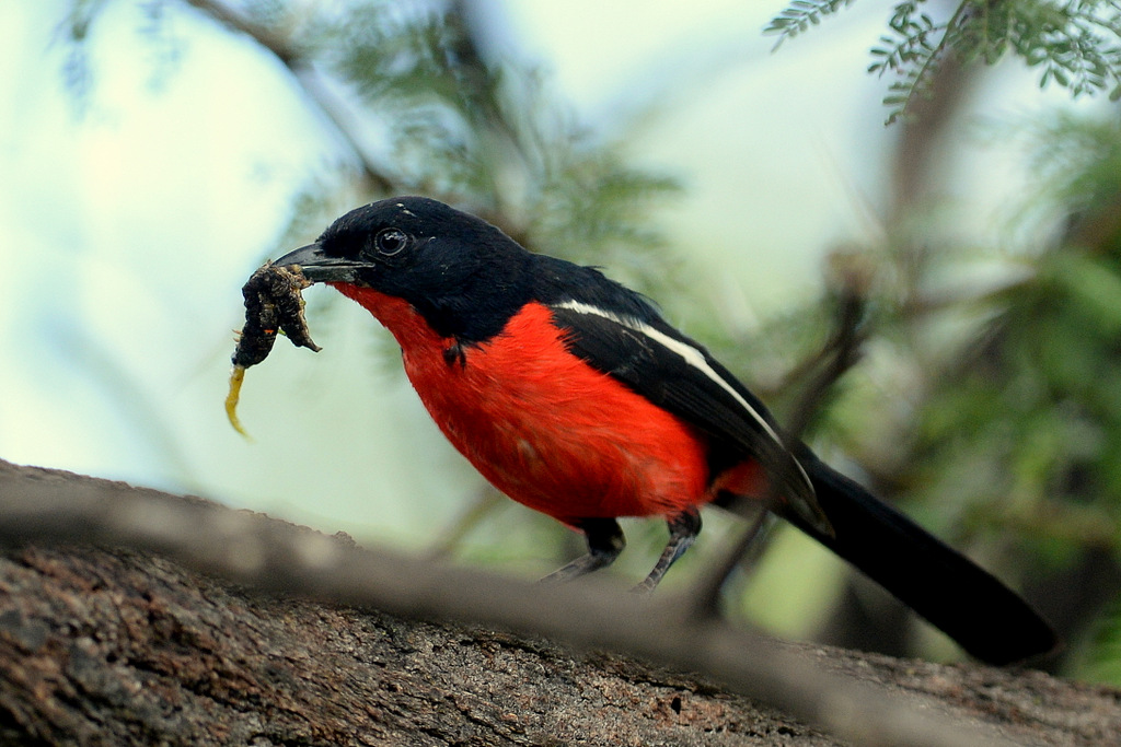 Gonolek rouge et noir/Crimson-breasted Shrike (4) 