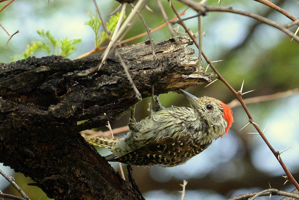 Pivert/Woodpecker (1)