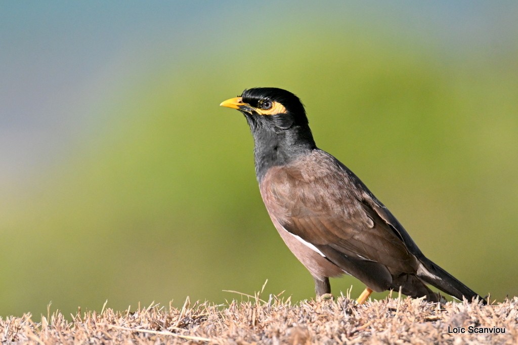 Merle des Moluques/Common Myna