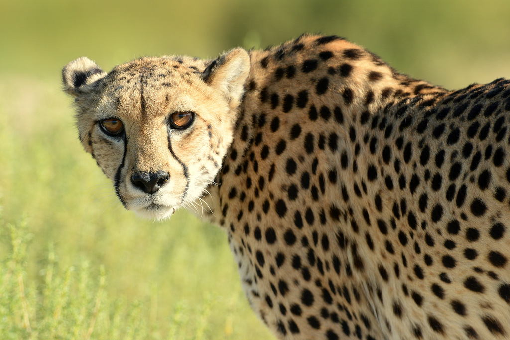 Guépard/Cheetah (14)