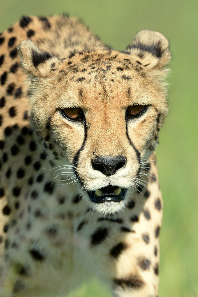 Guépard/Cheetah (16)