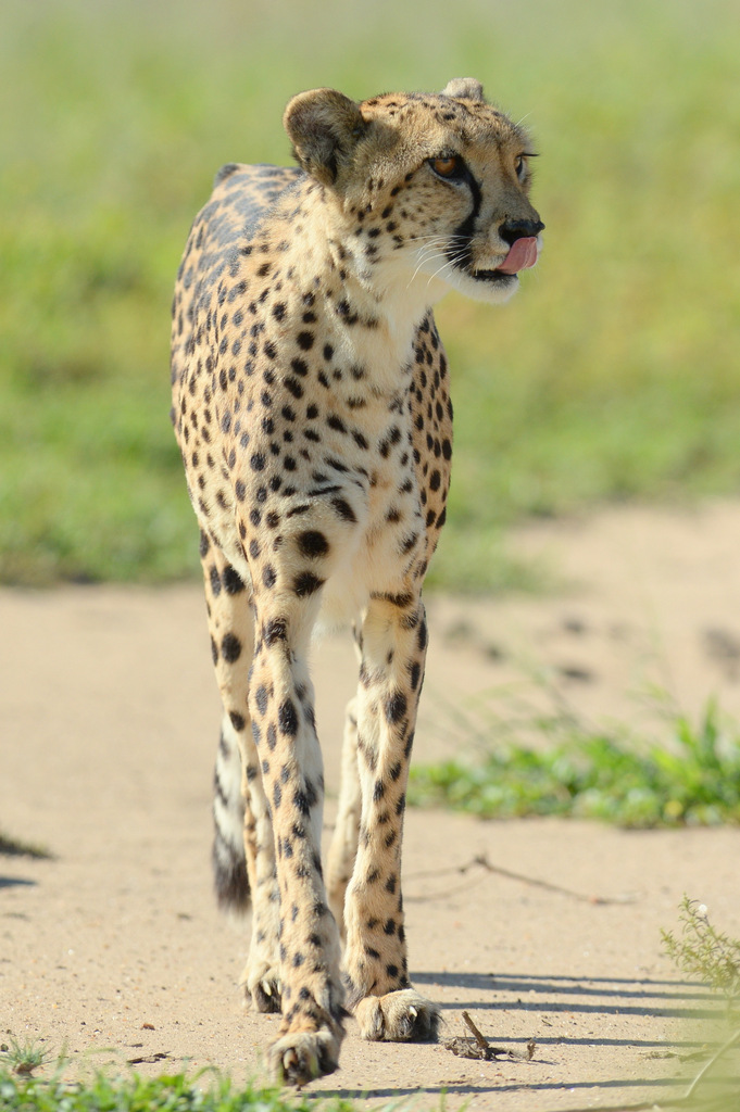 Guépard/Cheetah (17)