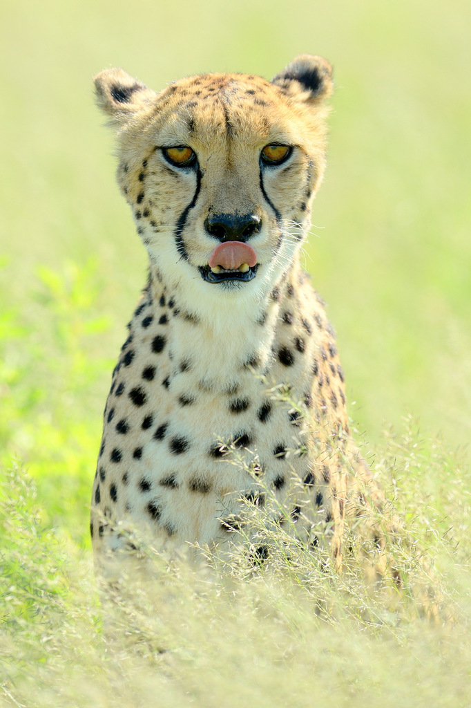 Guépard/Cheetah (21)