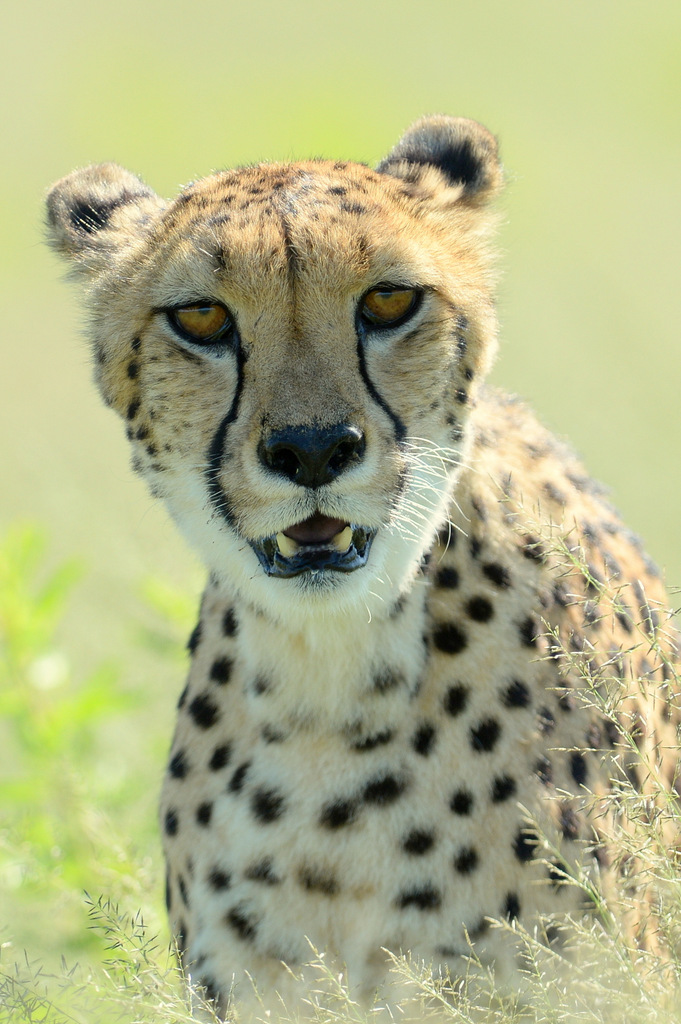 Guépard/Cheetah (22)