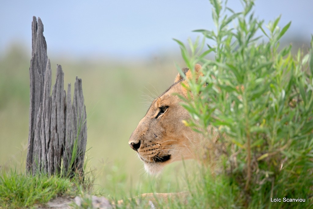 Lion (12)