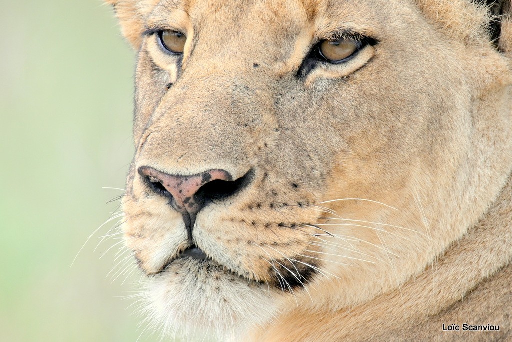 Lion (13)