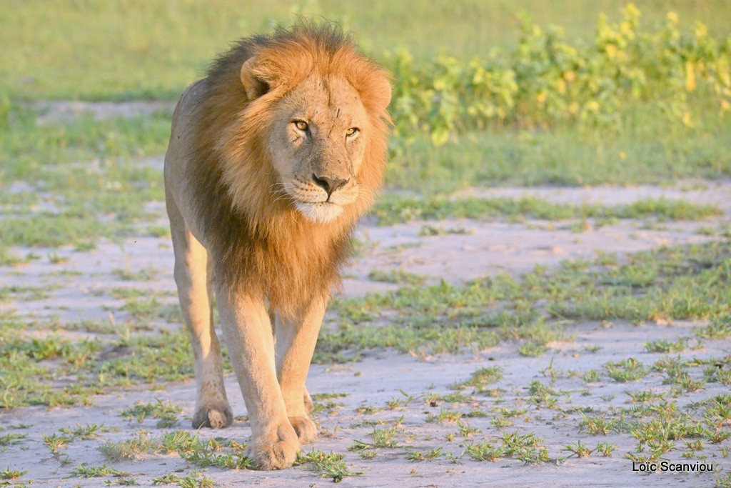 Lion (1)