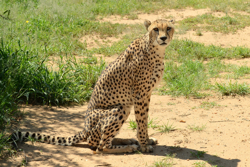 Guépard/Cheetah (23)