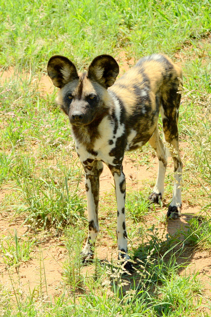 Lycaon/African Wild dog (5)