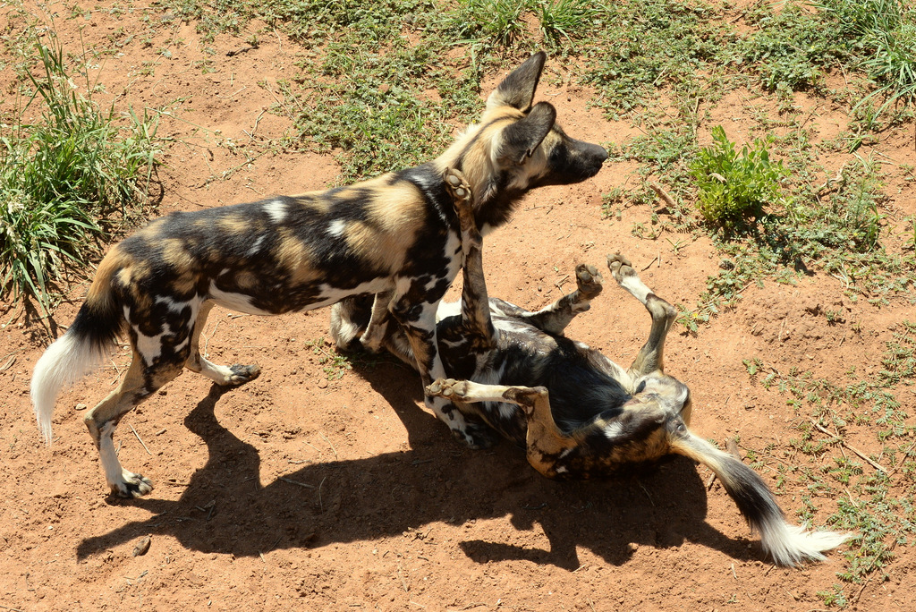 Lycaon/African Wild dog (10)