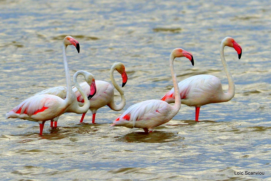 Flamants roses/Greater Flamingos