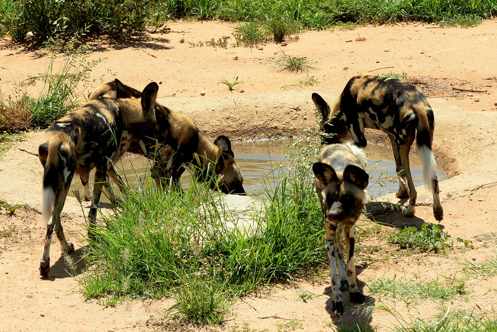 Lycaon/African Wild dog (11)