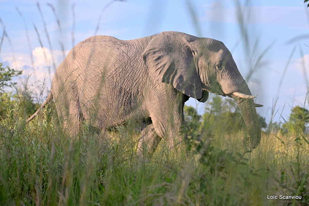 Éléphant d'Afrique/Savanna Elephant (7)