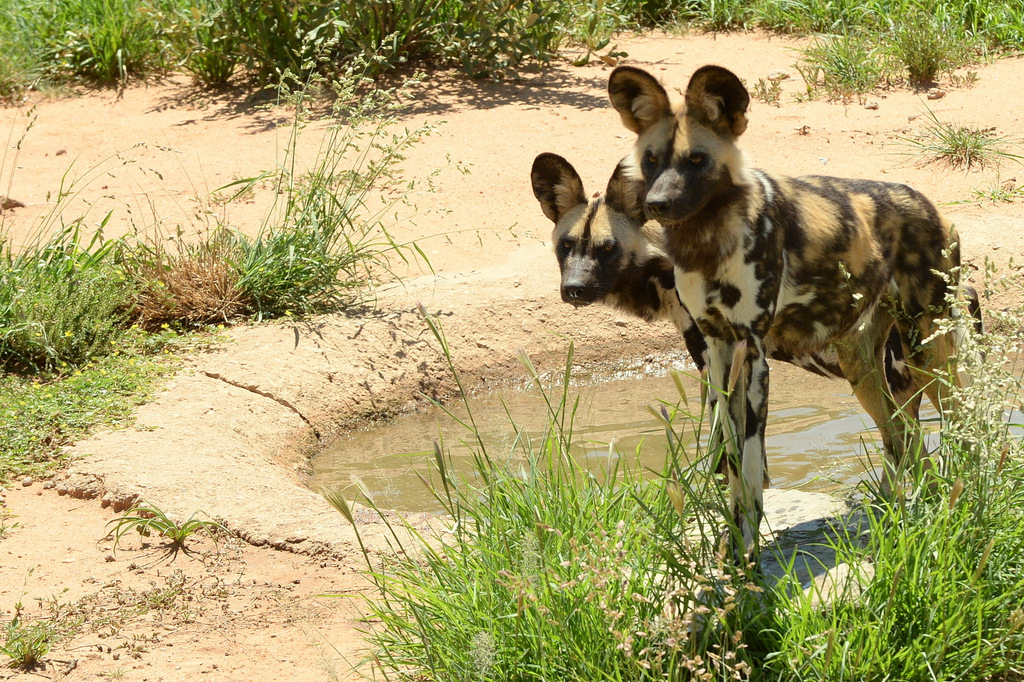 Lycaon/African Wild dog (12)