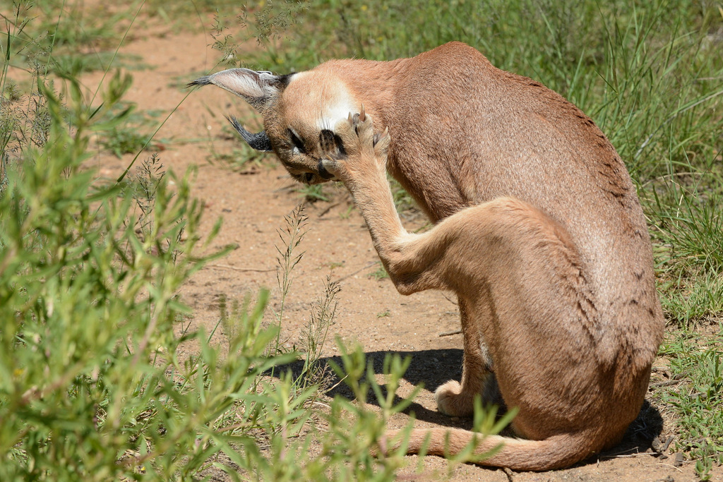 Caracal (12)